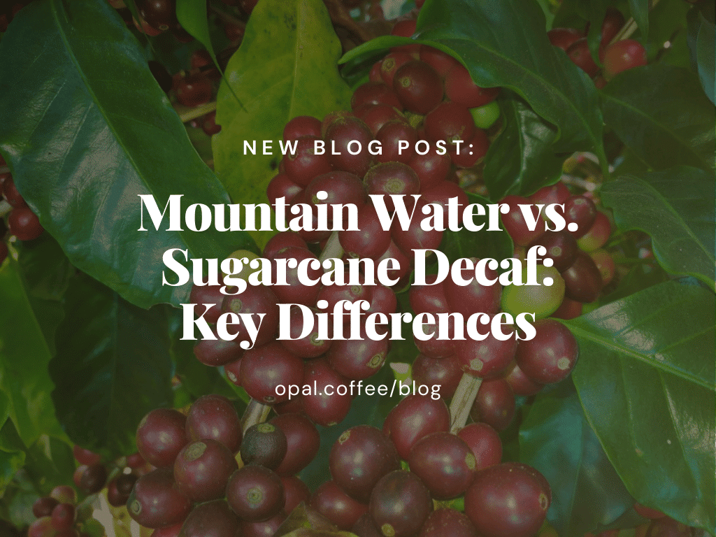 Mountain-Water-vs.-Sugarcane-Decaf_-Key-Differences