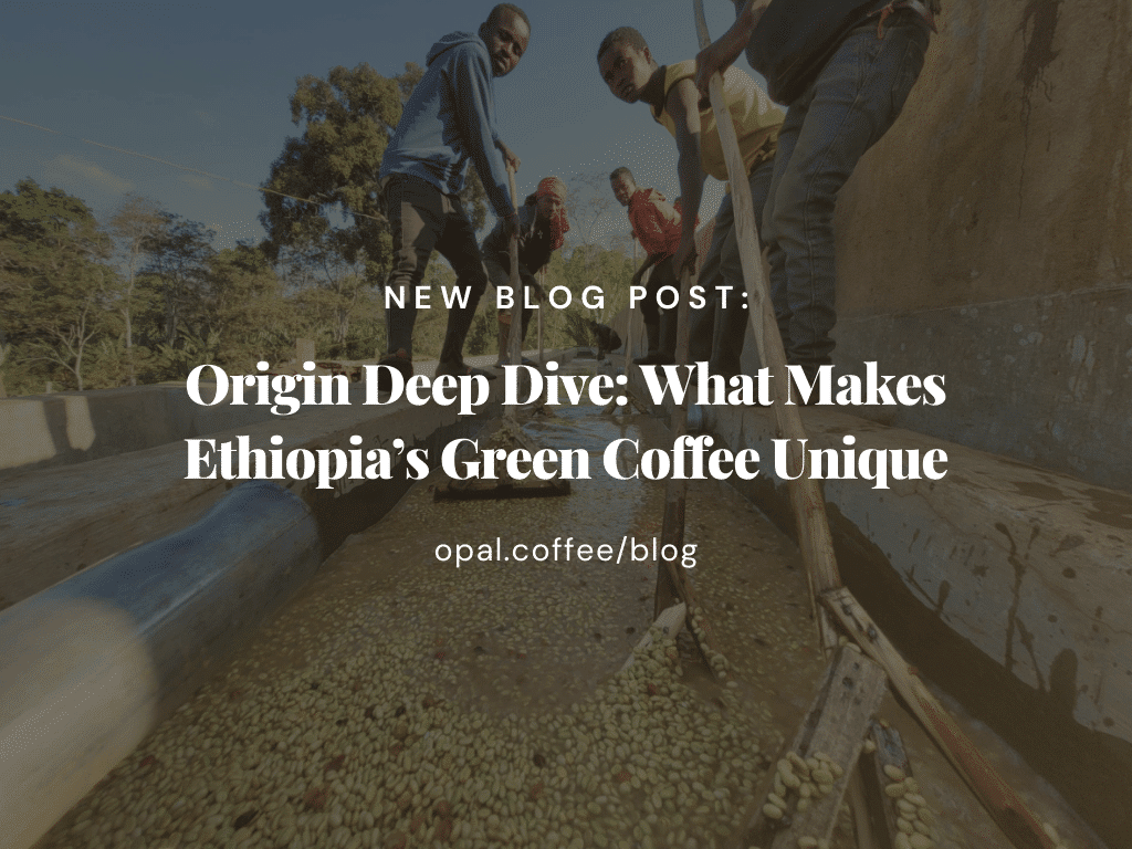 Origin-Deep-Dive_-What-Makes-Ethiopias-Green-Coffee-Unique